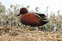 Cinnamon Teal 011709 040